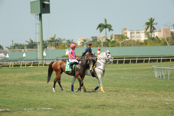 HALLANDALE BEACH, FL - APRIL 01: Sanibel Island Stakes on Florida Derby Day at Gulfstream Park on April 01, 2017 in Hallandale Beach, Florida. (Photo by Carson Dennis/Eclipse Sportswire/Getty Images)
