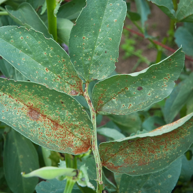 Rust on broad beans, mid July. A fungal disease caused by the fungus Uromyces viciae-fabae var. viciae-fabae. Dark brown spots on the leaves are surrounded by a pale yellow halo.