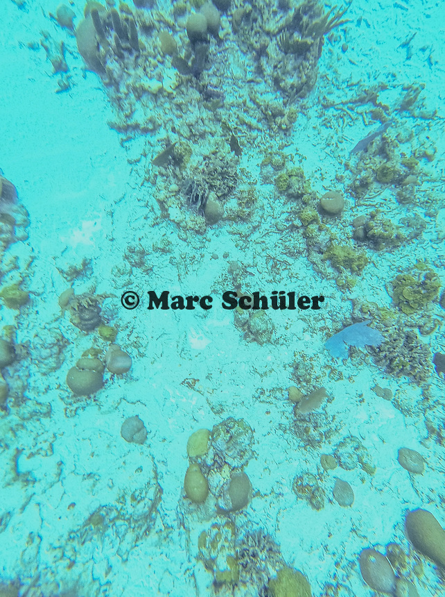 Schnorcheln am Riff bei Caribe Point mit Jolly Adventures auf Roatan - 01.02.2020: Roatan mit der Costa Luminosa