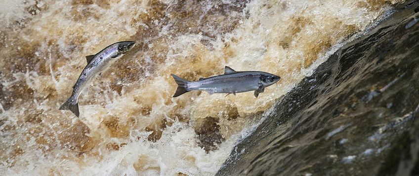 Loughs Agency Cuts Salmon Tags For 2026 Season