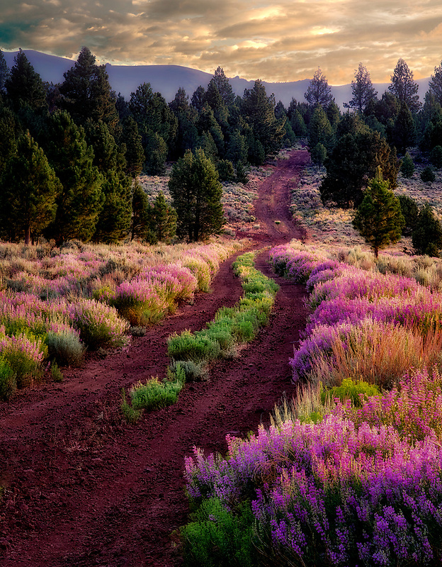 Lupine lined road. Near Lakeview, Oregon
