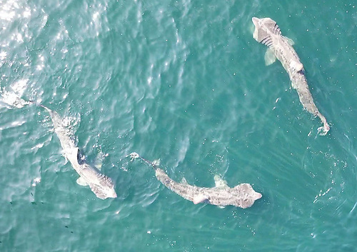 Basking sharks off Kilkee Aerial image of basking sharks feeding off Kilkee in Co Clare