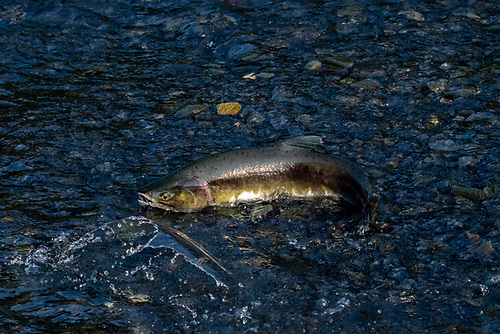 Loughs Agency Issues Alert Over Pacific Pink Salmon