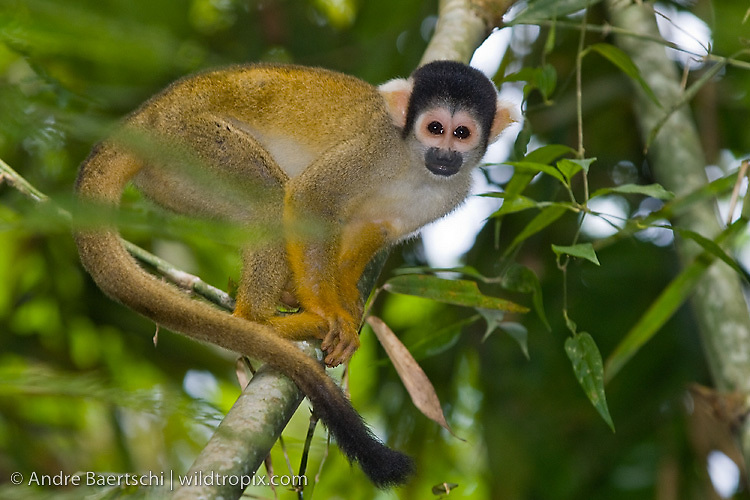Bolivian Squirrel Monkey (Saimiri boliviensis) in lowland tropical rainforest, Rio Amigos Conservation Concession, Madre de Dios, Peru.
