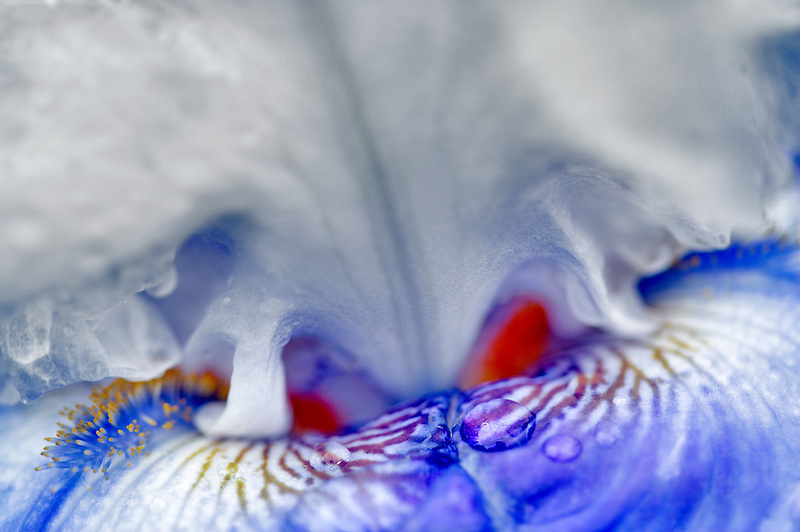 Whispering Falls Iris. Schreiner's Iris Gardens. Oregon