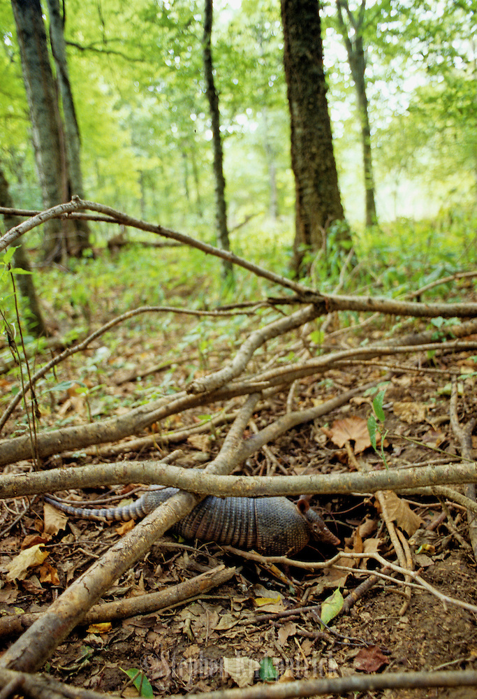 Armadillo Going into Underground Burrow.jpg