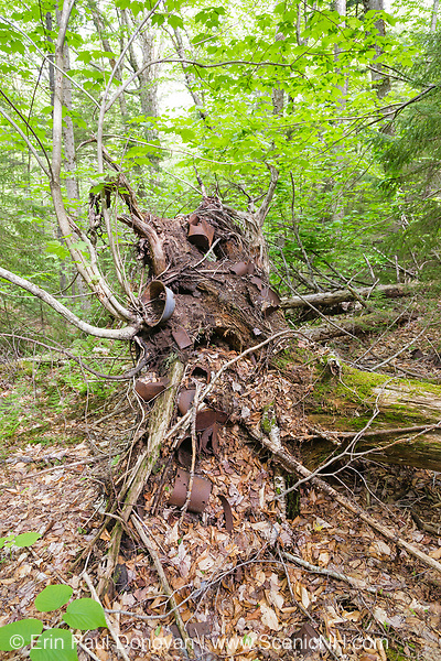 Artifacts stuck in an uprooted tree at Camp 24 of the East Branch & Lincoln Railroad (1893-1948) in the Pemigewasset Wilderness of Lincoln, New Hampshire USA. This was a logging camp located along the Cedar Brook Branch of the EB&L Railroad.