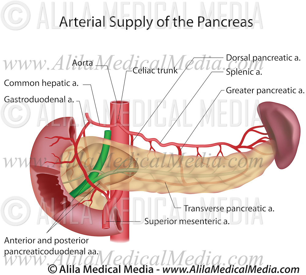 Pancreas blood supply labeled | Alila Medical Images