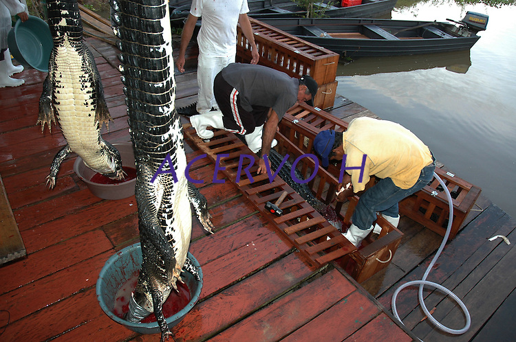AUTORIZADO PELO IBAMA O ABATE DE 200 JACARÉS EM MAMIRAUÁ - <br />
<br />
Pescadores e pesquisadores desenvolvem procedimentos no abate e conservação dos jacarés.<br />
<br />
O Ibama autorizou o abate de 200 jacarés para desenvolvimento de manejo do réptil em Mamirauá. As comunidades da RDS querem trabalhar com o manejo do jacaré como já fazem com o pirarucu gerando renda para os pescadores.Mamirauá, Tefé, Amazonas, Brasil Foto Paulo Santos 02/12/2004