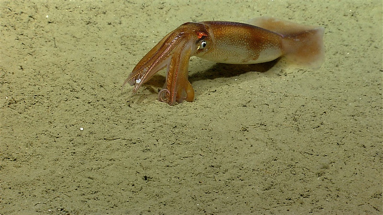 Oceanic squid on the bottom of the ocean floor with relatively close-up view of tentacles and suckers. 