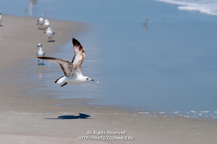 Seagul flying low over the beach