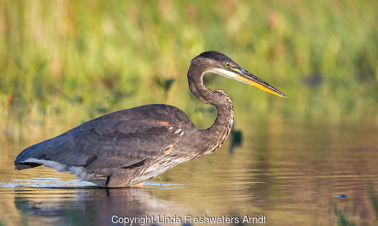 Great blue heron - juvenile