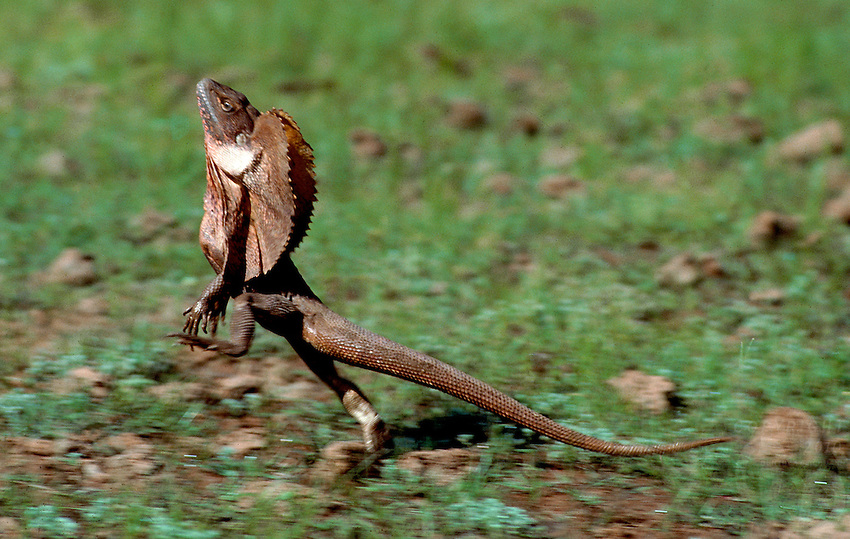 frilled lizard running