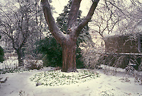 Garden in winter | Plant & Flower Stock Photography: GardenPhotos.com