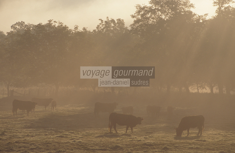 Europe/France/Limousin/19/Corrèze/Vallée de la Dordogne/Env Argentat : Brume matinale et vaches en pâturage élevage vaches race limousine