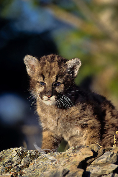Young Mountain Lion cub or Cougar Kitten (Felis concolor)