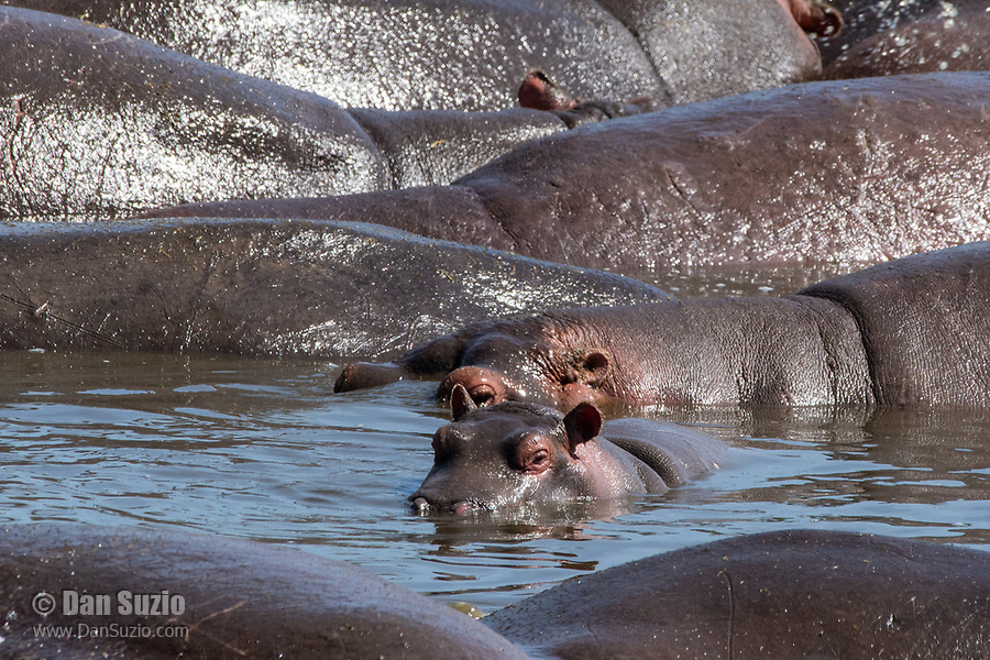 A group of Hippopotamuses, Hippopotamus amphibius, rests in a pond in Serengeti National Park, Tanzania