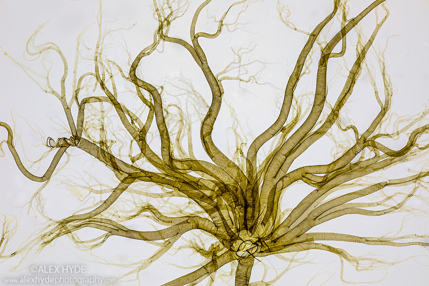 Trachea of a Silkworm (Bombycidae) caterpillar, imaged from a Victorian microscope slide. After entering through a spiracle, air moves into the trachea and then into smaller tubes called tracheoles, spreading throughout the body of the insect. In this way oxygen reaches different regions of the body.