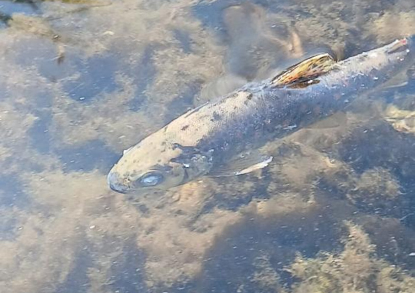 Affected fish at the scene of the incident in Co Cork