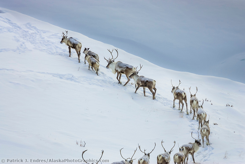 Caribou migrate through snow