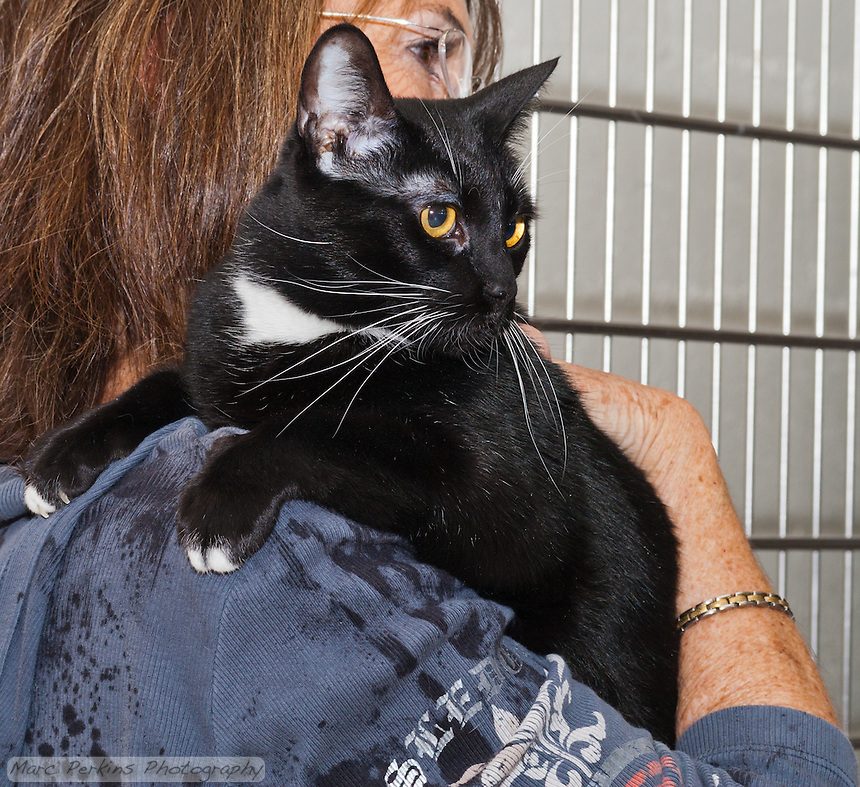 Molly, a two year old bicolor tuxedo white and black short-haired cat, sits in Mindy's arms. Molly is a very playful and fun loving cat who loves to ride on people's shoulders and interact with dogs; she would not be good with small children. Molly is up for adoption at Miss Kitty's Rescue in Costa Mesa, CA. This picture was taken pro bono for Miss Kitty's Rescue to help them advertise the cats for adoption.