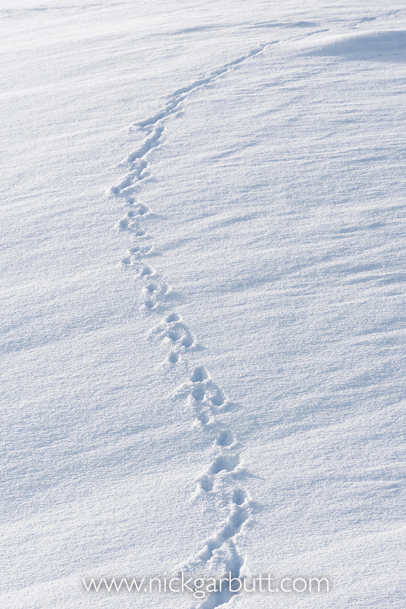 Fox Tracks In Snow
