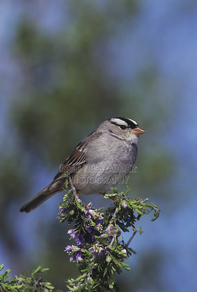 White-crowned Sparrow (Zonotrichia leucophrys), adult on blooming Guayacan (Guaiacum angustifolium), Starr County, Rio Grande Valley, Texas, USA