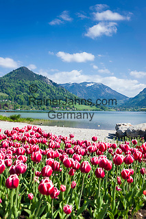 Deutschland, Bayern, Oberbayern, Markt Schliersee: Ort und gleichnamiger See, beliebtes Ausflugsziel zwischen dem Inntal und dem Tegernseer Tal, im Hintergrund Schlierseer Berge, Mangfallgebirge | Germany, Bavaria, Upper Bavaria, Schliersee: small town and popular climatic health resort at Lake Schliersee, at background Schliersee mountains