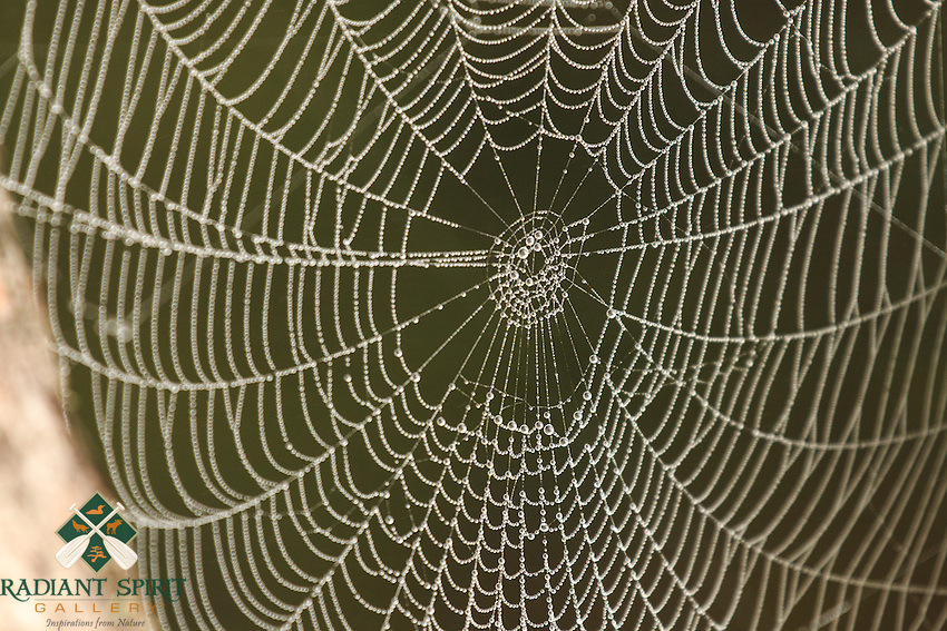 "Dewy Spider Web"<br />
<br />
On foggy mornings, the collected dew reveals thousands of forest spider webs.<br />
~ Day 138 of Inspired by Wilderness: A Four Season Solo Canoe Journey