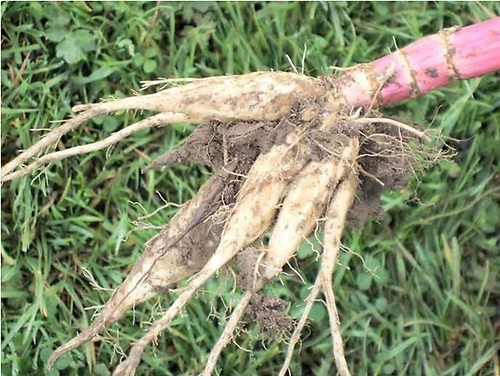 The Hemlock Water-dropwort, also known as Dead Man's Fingers, is a flowering plant in the carrot family