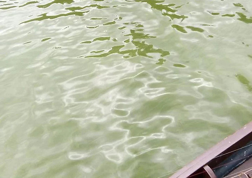 Blue-green algae turned the waters of Lough Leane turned a soupy pea-green colour in July 2018