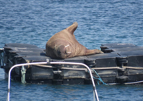 Wally the Arctic walrus resting on a pontoon in the Isles of Scilly in July 2021