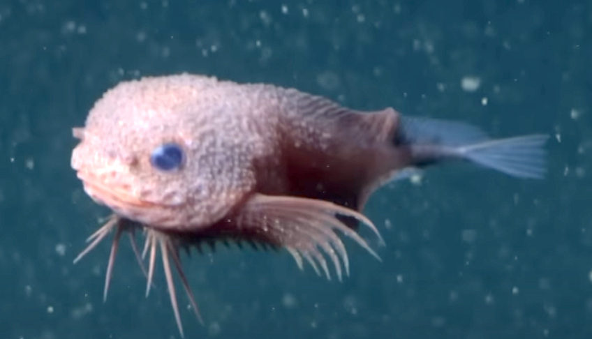 Researchers documenting the bumpy snailfish specimen