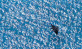Une raie manta dans la baie d'Upi à l'Ile des Pins