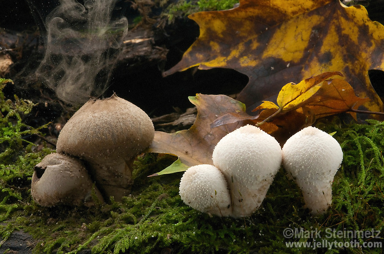 Gem-studded puffballs (Lycoperdon perlatum) releasing spores. On the right, immature specimens which are pure white and edible at this stage. On the left, matured spore cases have turned olive-brown, and the interior powdery. Raindrops, wind currents, or animal contact cause dispersal of spores through holes which open at top of the spore case. Hocking State Forest, Ohio, USA.