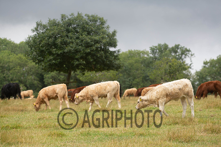 17-8-2021 Beef suckler cows and calves grazing <br />
©Tim Scrivener Photographer 07850 303986<br />
....Covering Agriculture In The UK....