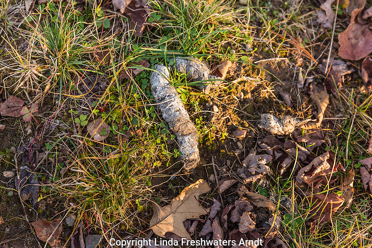 Wolf scat