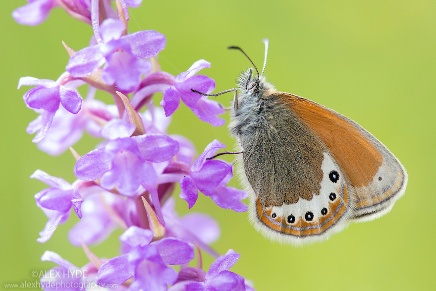 Alpine Heath (Coenonympha gardetta) resting on Fragrant Orchid (Gymnadenia conopsenear) at 2000 metres altitude. Nordtirol, Austrian Alps, Austria, July.