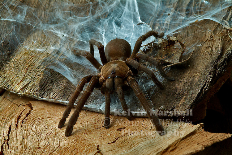 Australian Tarantula ( Bird eating spider ) Selenocosmia crassipes Kelvin Marshall Nature