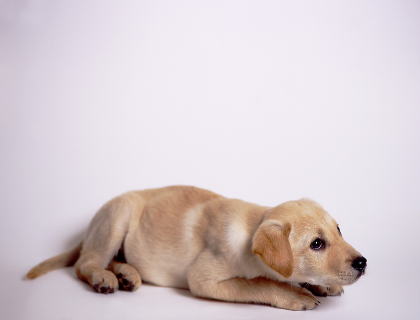 Young Dog, Golden Labrador Retriever, Canis lupus familiaris....[ For each utilisation of my images my General Terms and Conditions are mandatory. Usage only against use message and proof. Download of my General Terms and Conditions under http://www.image-box.com or ask for sending. A clearance before usage is necessary...Material is subject to royalties. Each utilisation of my images is subject to a fee in accordance to the present valid MFM-List...Contact | archive@image-box.com | www.image-box.com ]