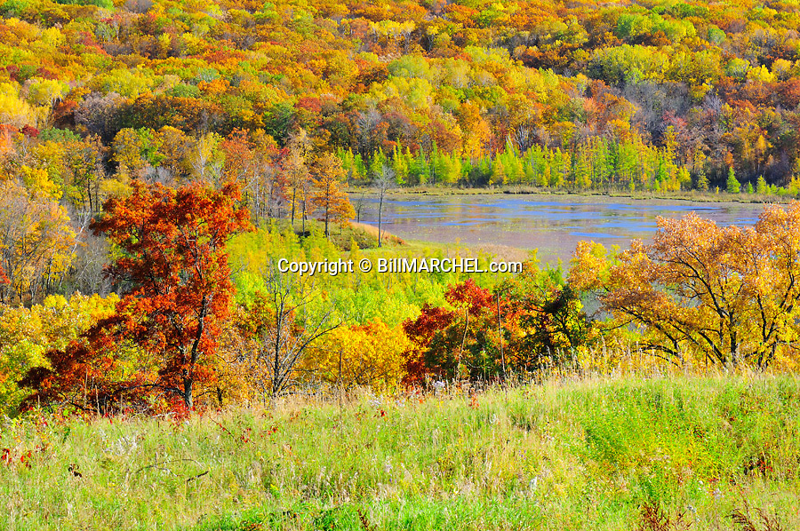 00440-011.06 Fall Color: Mix of mostly oak, aspen and birch are in peak of color. Small lake in background. Mix of wildlife habitat. Brilliant, colorful.