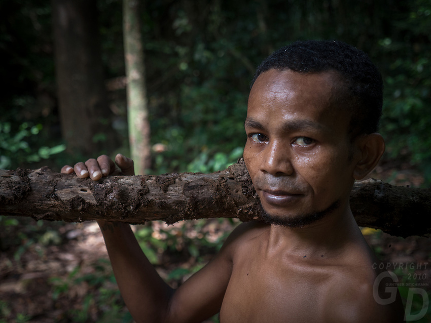 A tribal Aeta from this specific part of the Philippines collecting fire wood in the Jungle, the Aetas are famous for their survival skills and have trained the US Armed forces in the past, Pampanga, Philippines