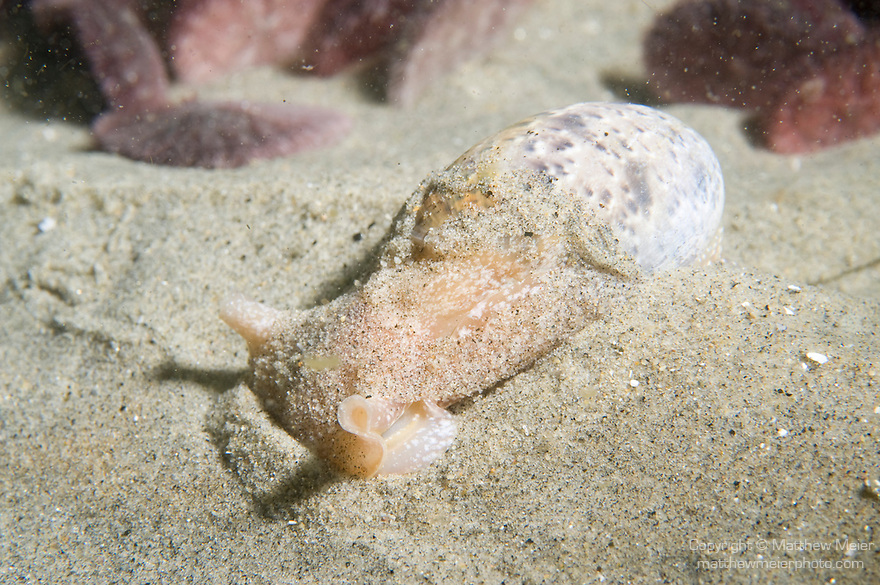 bubblesnailcaliforniasand014261.jpg Matthew Meier Photography