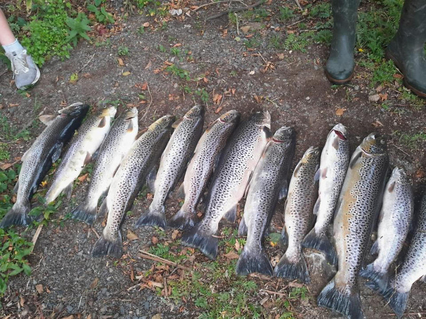 Dead brown trout recovered at the scene in the Lough Sheelin catchment in July 2025