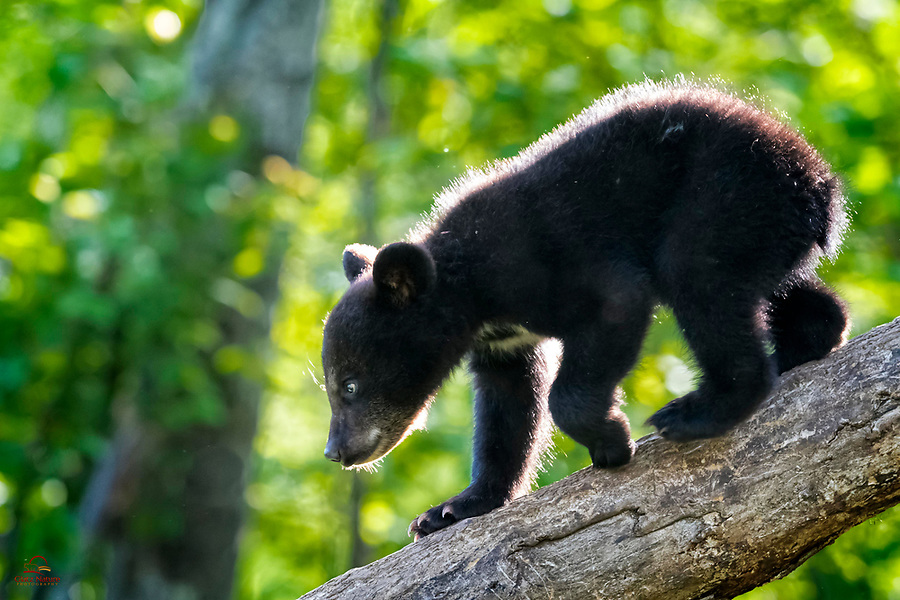 Tiny spring Black Bear (Ursus americanus) cub spotted a red squirrel on the ground, and began its pursuit. Amazing how agile these little guys are, even at their young age. Vince Shute Wildlife Sanctuary, Orr, MN.