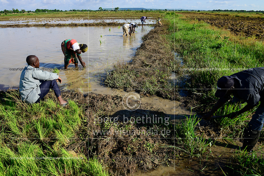 BURKINA FASO, Bobo Dioulasso, village, Bama, , paddy farming, production of Hybrid rice seeds for NAFASO, replanting of rice seedlings from nursery to field / GIZ Projekt ProCIV Grüne Innovationszentren, WSK Reis, Reis Hybrid Saatgut Anbau fuer Firma Nafaso, Saatgutherstellung, Reis Setzlinge zum Umpflanzen, Frau Korotoum Sawoadogo