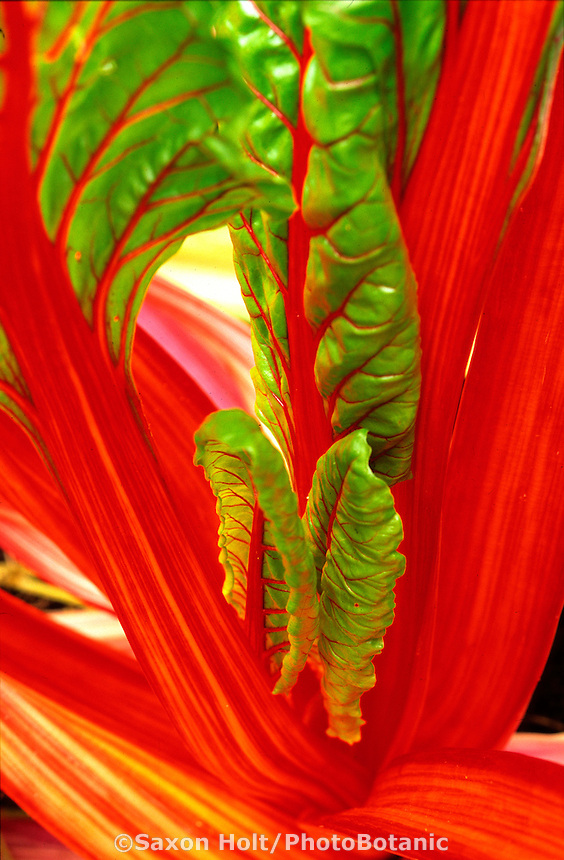 Vegetable - Red rainbow chard 'Bright Lights'