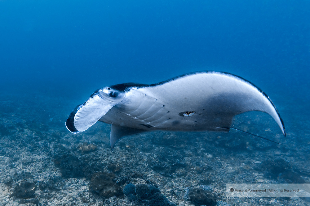Giant oceanic manta ray-Raie manta océanique (Manta birostris), Nusa Penida island, Bali, Indonesia.
