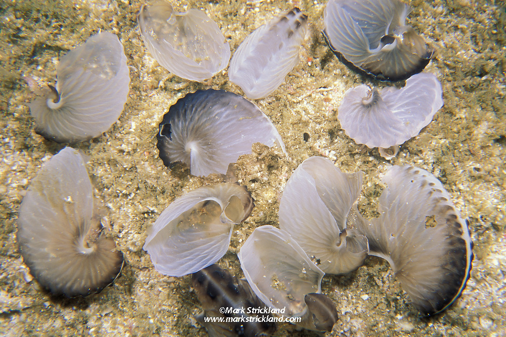 Occasionally found in large numbers on beaches, and in this case underwater, these shells are actually egg cases, made by female Paper Nautilus, Argonauta hians. The tiny male Argonauts have no shell and die soon after mating, while females live in these delicate shells, which also serve as egg cases until their brood hatches, after which the females die and the shells are abandoned. Similan Islands, Thailand, Andaman Sea, Indian Ocean