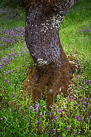 Wildflowers, trail, landscape along the Mokelumne Coast to Crest Trail along Pardee Reservoir, Calaveras County, Calif.<br />
<br />
Oak and Chinese house flowers